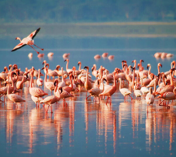 Bird Watching in Tanzania by Pepea Heritage Safaris