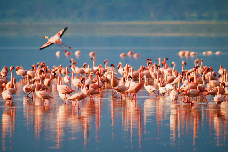 Bird Watching in Tanzania by Pepea Heritage Safaris