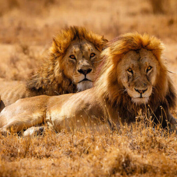 Wildlife Safaris in Tanzania